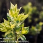 Alyvos paprastosios (Syringa vulgaris) 'Aucubaefolia'